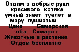 Отдам в добрые руки  красивого  котика  умный знает  туалет  в меру  пушистый .. › Цена ­ 1 - Самарская обл., Самара г. Животные и растения » Отдам бесплатно   